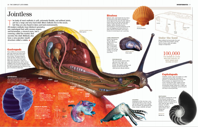 神奇的无脊椎动物.pdf.图集，英文